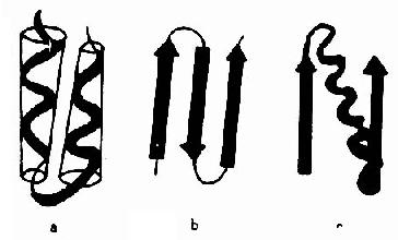 β-片层结构特点-临床执业医师考试生化考点_