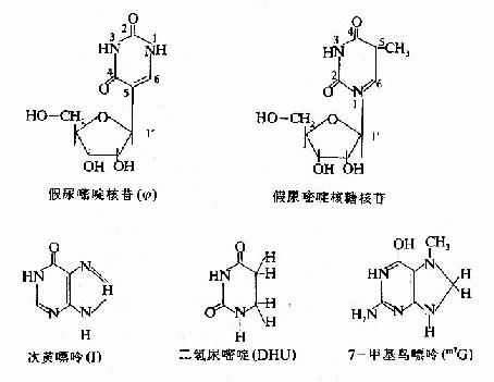 rna的结构与功能(2)-临床助理医师考试生物化学笔记备考