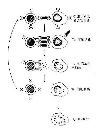 2015年临床执业医师医学免疫学考点:自然杀伤细胞