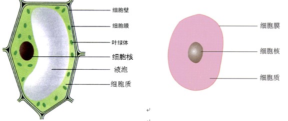 生物是正确了解身体,学习人和环境(植物,动物,自然界)之间关系的科目.