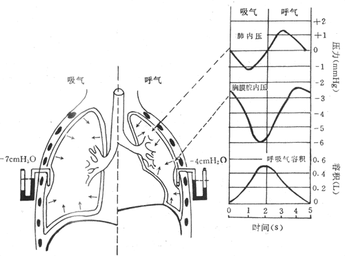 肺通气是什么 肺通气在医学里面详细解释