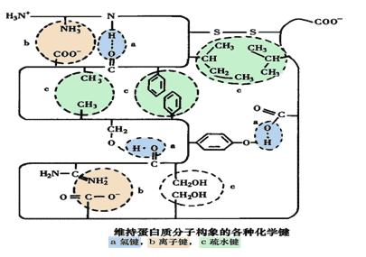 药学职称考试生物化学辅导笔记蛋白质的结构