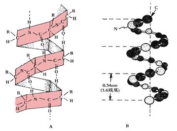 概念:二,蛋白质的二级结构2.