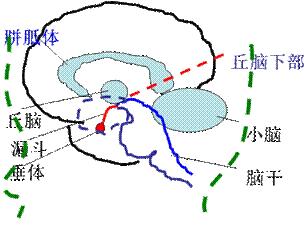 下丘脑的内分泌功能   2.腺垂体的内分泌功能   3男性生