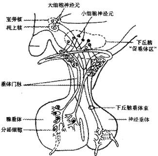 图8-2下丘脑—垂体功能单位