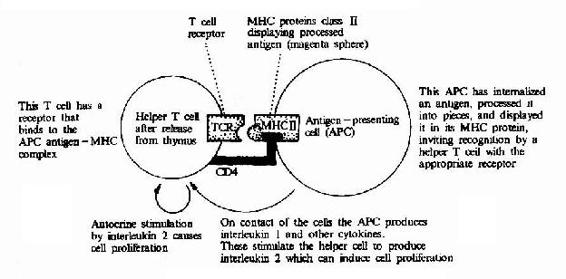 gdp什么意思生物化学_化学手抄报