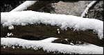 Trees in the snow