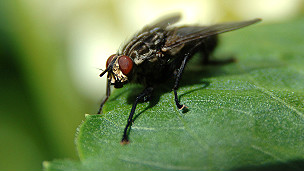 A fly