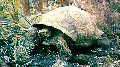 A giant tortoise