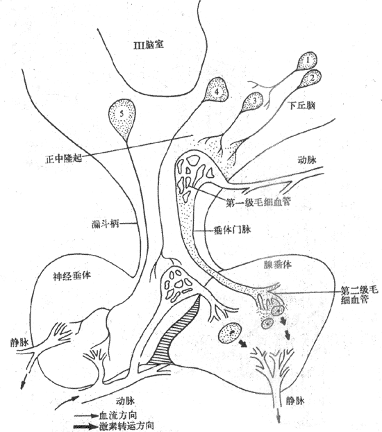 图 下丘脑-垂体功能ノ位