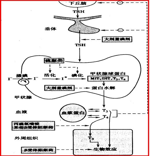 硫脲类药物的作用机制