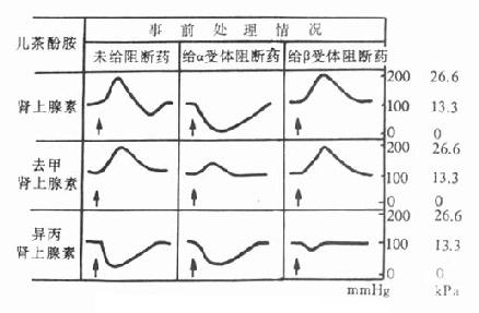 执业药师药理学辅导α肾上腺素受体阻断药