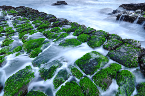 托福阅读背景知识(61):水藻海草(Seaweed)