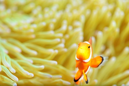 托福阅读背景知识(79):深海生物的生存