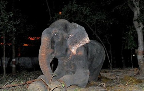印度大象被囚禁虐待50年后获救时留下眼泪