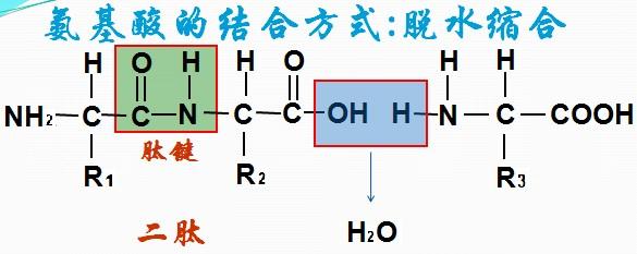 高二生物教案:氨基酸的结合方式--脱水缩合