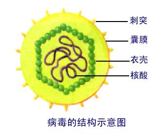 病毒的结构_sars病毒蛋白酶结构_埃博拉病毒结构