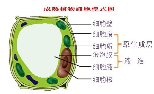 高一生物教案:成熟植物细胞模式图