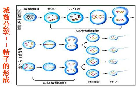 高二生物3教案:胚胎工程-精子和卵子的发生(1)