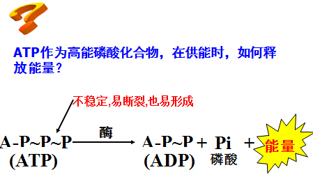 atp教案