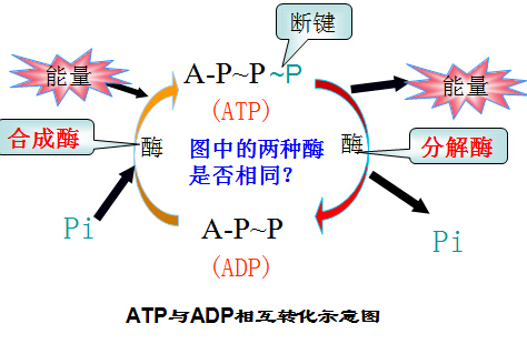 atp教案