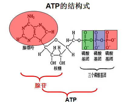 高考生物细胞的能量通货atp知识点总结