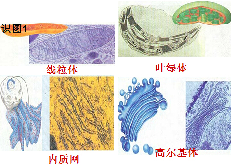 高二生物4教案:细胞器(1)