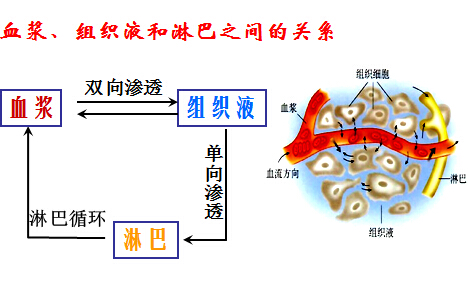 高二生物4教案:细胞生活的环境(1)