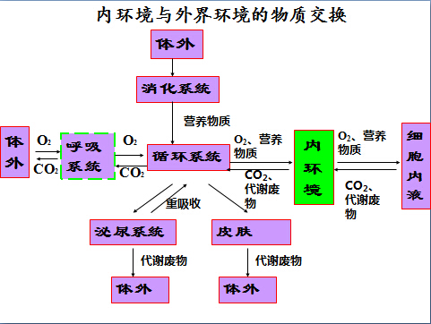高二生物4教案:细胞生活的环境(3)(第4页)_高考_新东方在线