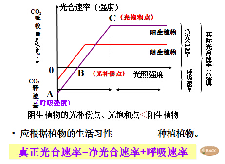 初一生物教案:第四节 光合作用(6)