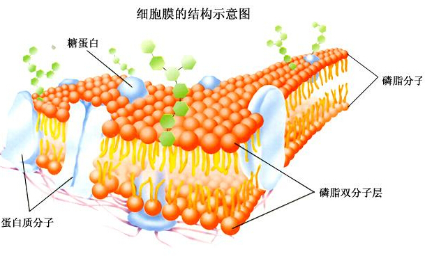 细胞膜的结构示意图.jpg