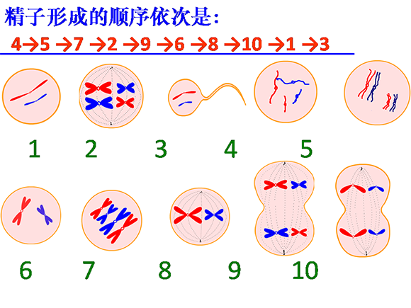 高一生物教案:减数分裂(3)