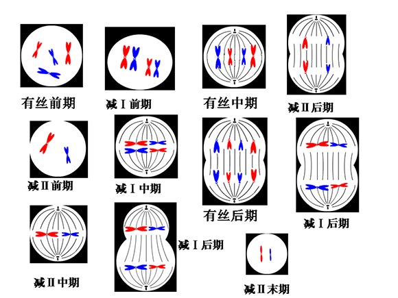 高一生物教案:减数分裂(4)(第4页)_高考_新东方在线