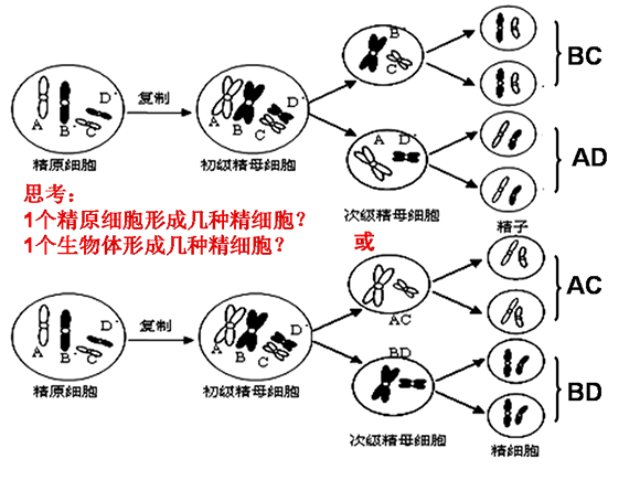 高一生物细胞器笔记手绘图