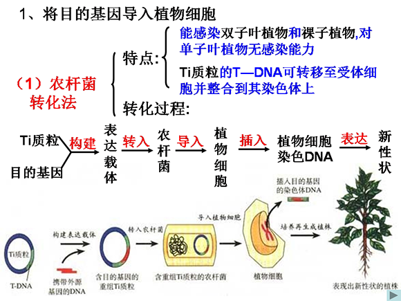 高一生物教案:基因工程(10)