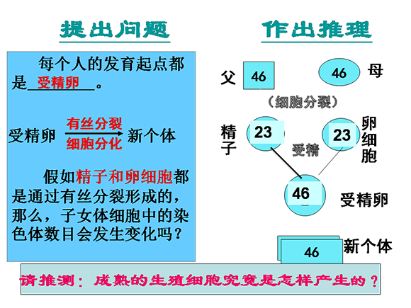 减数分裂和受精作用(1)