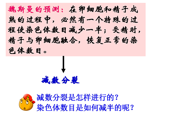 减数分裂和受精作用(1)