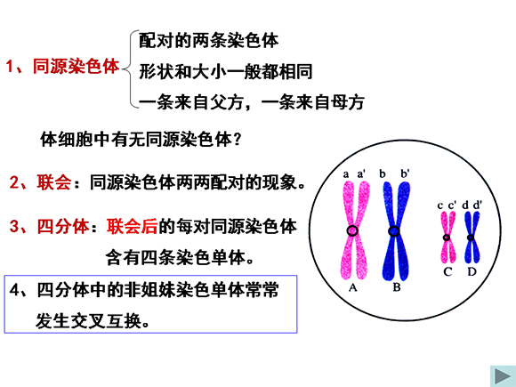 减数分裂和受精作用(1)