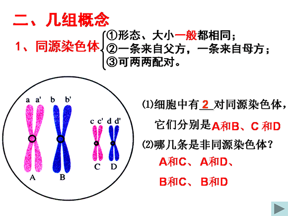 减数分裂和受精作用(1)