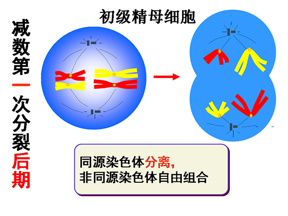 高一生物教案:减数分裂和受精作用(2)(第3页)
