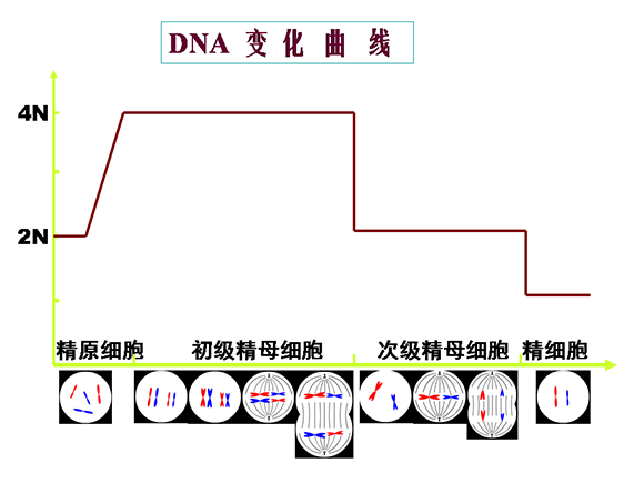 高一生物教案:减数分裂和受精作用(4)