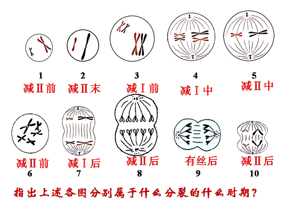 高一生物教案减数分裂和受精作用5