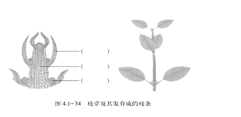 高二生物教案：芽的类型和结构