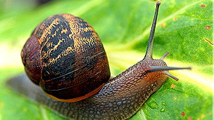 A snail