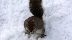 A squirrel in the snow