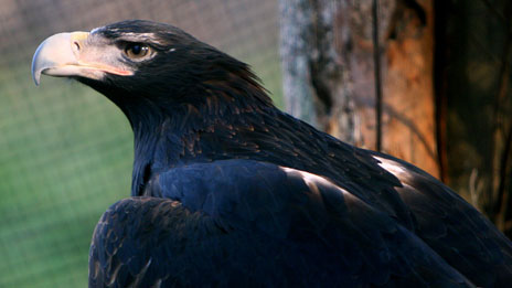 Tasmanian Wedge-tailed Eagle