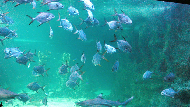 lenty more fish in the sea 天涯何处无芳草