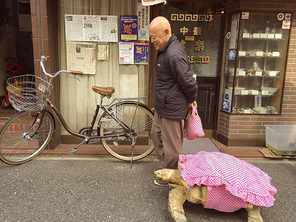 日本爷爷街头遛了只非洲象龟(组图)