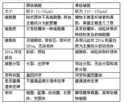 真核生物与原核生物转录翻译异同(表格版)