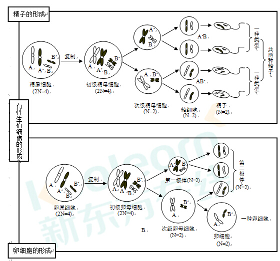 2017高考生物复习：动物有性生殖细胞的形成